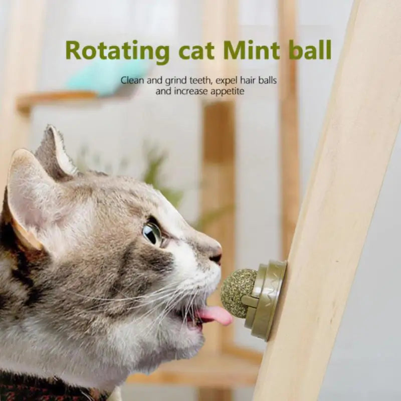 Cat Wall Stick-on Ball